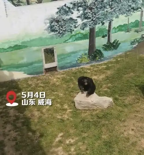 山东一黑猩猩扔粪便砸中游客,是表达喜欢的方式吗猩猩你当我在抛绣球
