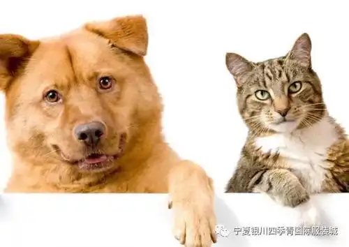 情人节还在送花吗别闹了,赶紧带着她来这里,让自己成为最佳恋人
