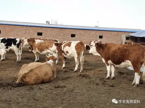 养牛户冬季牛有3怕,知道有哪些吗
