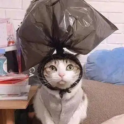 猫咪迷惑行为钻纸箱乱尿尿你家主子中枪了吗
