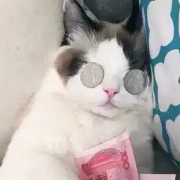 求这只猫的情侣头像
