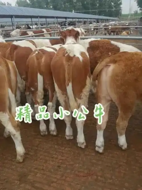 精品育肥小公牛西门塔尔繁殖母牛西门塔尔小公牛贵州永帆牧业有限公司