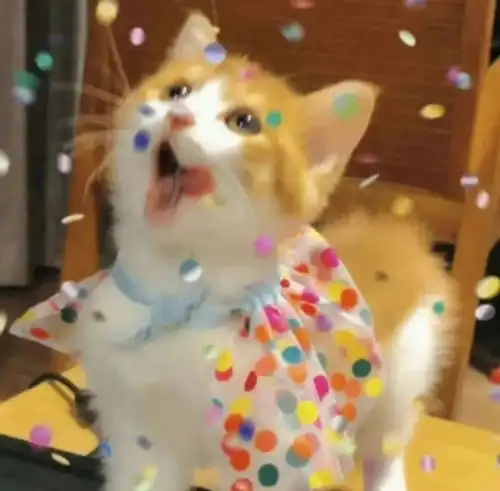2023超萌宠物猫咪狗狗情侣头像
