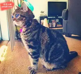 被这只猫的眼睛萌翻,经历苦难却能乐观的面对世界

