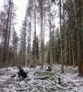 森林图片图源免费点击来源直接获取大图文件forestinwinter摄影竖幅森林高清大图
