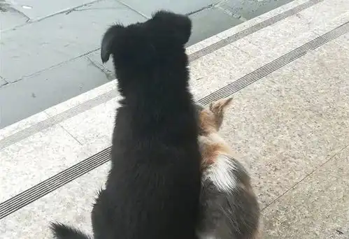 小奶猫被流浪狗收留,彼此依靠着艰难生存,幸运遇到好心学生帮助
