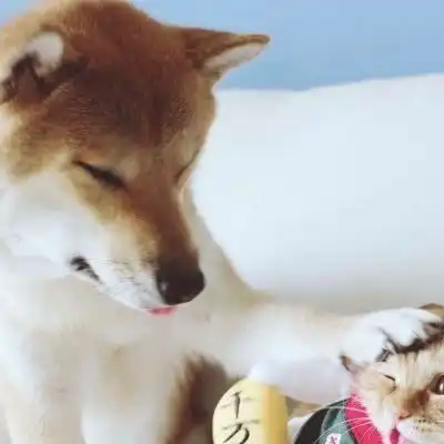 聊天时,女生若回你这3消息,傻小子别猜了,她或已经厌烦你了
