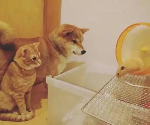今年份额的新年愿望猫狗双全

