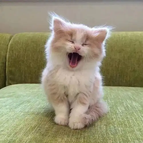 一组熟睡的小奶猫图片这或许就是世界上最美好的存在吧
