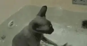 你这只猫,踩奶就踩奶,能不能正经一点

