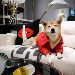 这条柴犬月收入9w谁看都说是狗生赢家