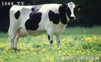 母牛卧地不起综合症的防治
