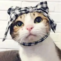 可爱猫猫情侣头像一对两张
