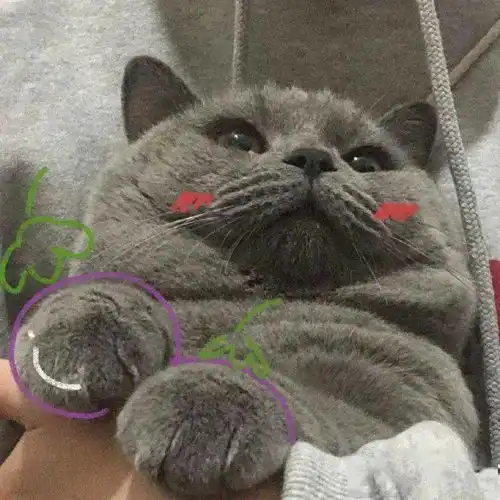 猫咪情侣头像为什么80的恋爱都发生在夏天
