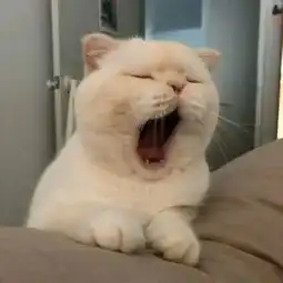 可爱猫咪情侣头像一对两张网恋选我骗钱又骗情
