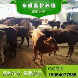 纯种利木赞牛牛犊价格,利木赞小牛
