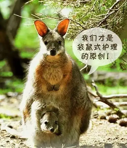 袋鼠妈妈和袋鼠爸爸上岗啦县妇保院开展早产儿袋鼠护理
