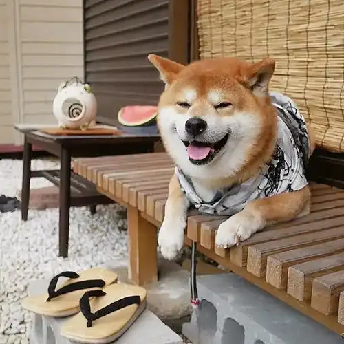 柴犬的笑容也太撩人了
