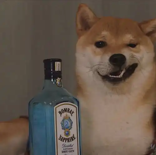 帅气柴犬头像
