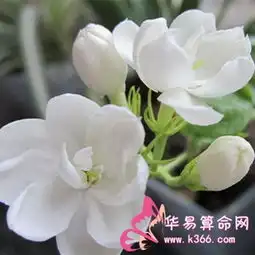 天蝎座女生最怕身边的哪种类型的情敌
