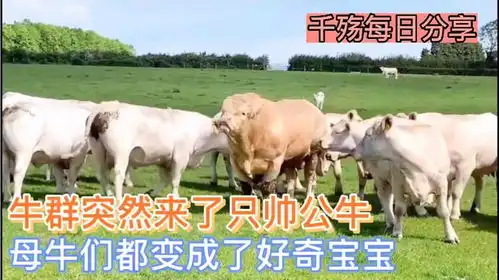 母牛群来了一只公牛,母牛们都化身好奇宝宝这牛怎么这么壮呀