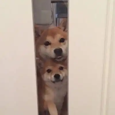 一组超可爱柴犬今日限定

