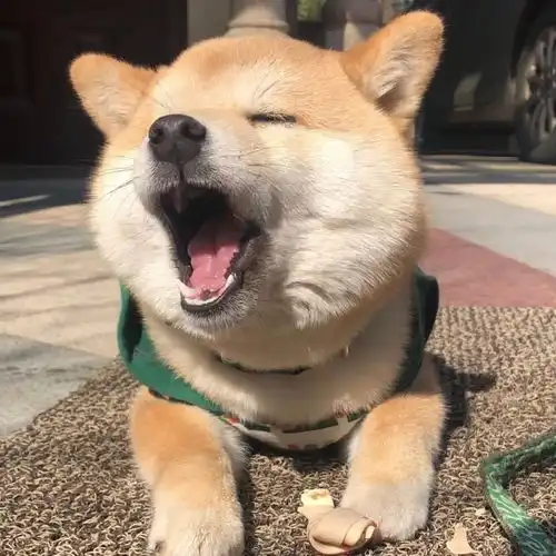 柴犬食用人类零食有害吗
