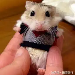 看大片歪果仁给小动物们穿上了衣服,看到那条蛇可以笑半年
