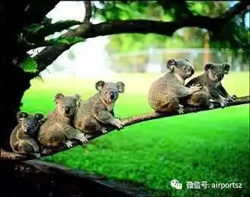 这个六一,深圳直飞墨尔本首航团约吗
