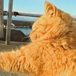 有没有好看并且沙雕的情头
