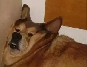 普贝斯看看人们常说的困成狗的睡姿吧
