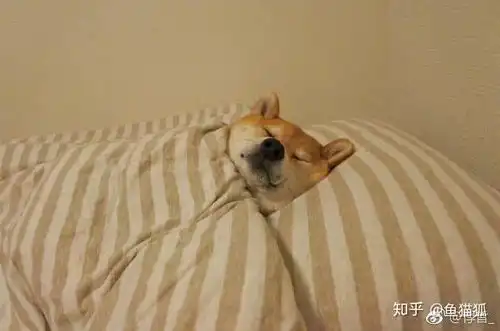大家有没有好看的黄色系情侣头像我太喜欢黄色头像了