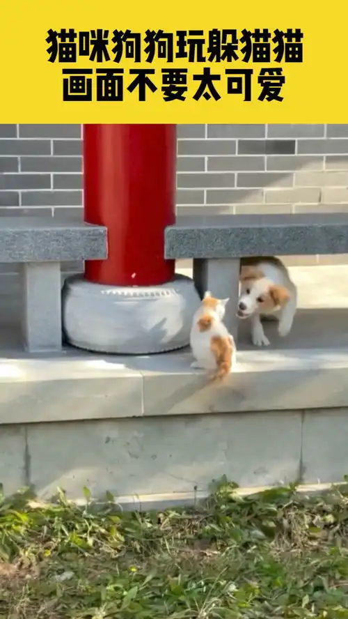 12月4日山东曲阜,情侣花色的猫咪和狗狗玩起躲猫猫,网友它逃它追,它插翅难飞

