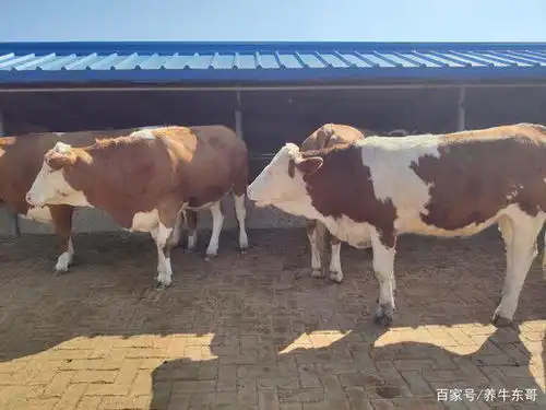 公牛母牛齐涨,尤其优质母牛的行情,比去年同期上涨了70左右