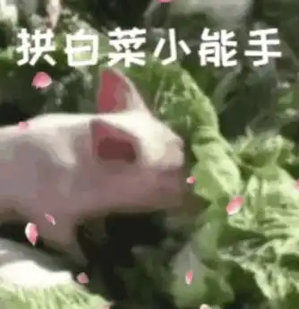 表情猪拱白菜表情包
