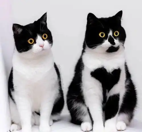 要不要告诉奶牛猫,其实它是一只猫啊
