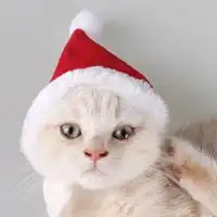圣诞猫咪情头一左一右图片可爱戴圣诞帽猫咪头像
