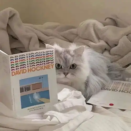 猫咪的眼睛有几种颜色
