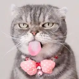 今日笑点发现了一只长得像李现的猫
