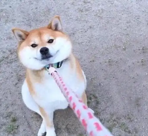 究竟怎样才愿意回家我的小柴犬掘强
