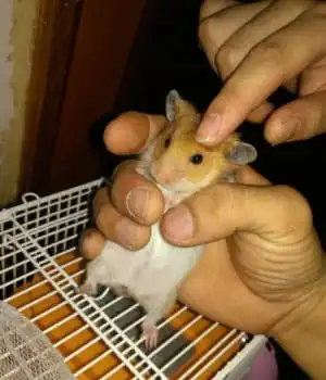 出售一对小情侣仓鼠
