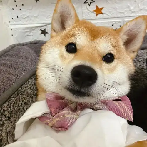 情头你也一定会是某人翘首以盼的惊喜
