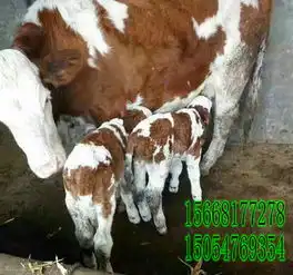 如何让母牛生公牛