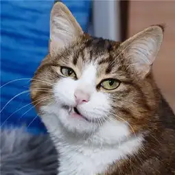 超萌猫咪情侣头像天使想给海豚一个吻

