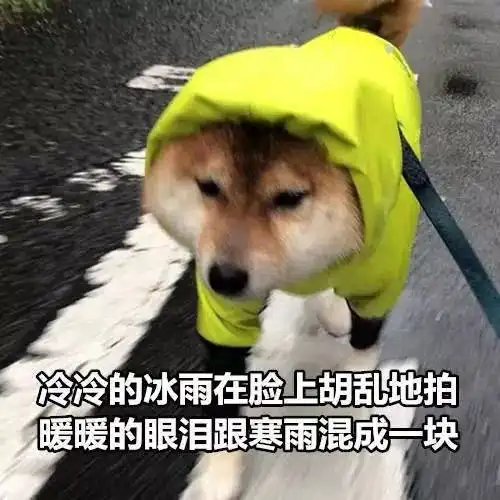 看我的生活甜蜜定档这份专属于你的狗粮记得晒一晒
