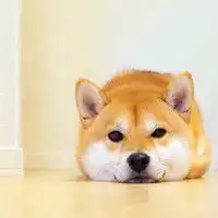 呆萌柴犬可爱头像超萌的笨柴犬
