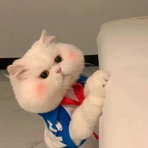 小动物情侣头像超可爱呀
