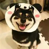 柴犬恋人头像2021新款,情侣头像图片
