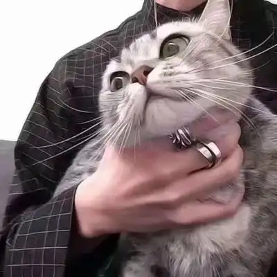 猫咪情侣头像安排,收好不谢
