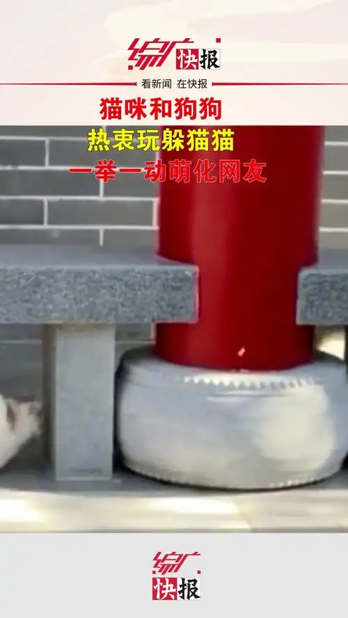情侣花色的猫咪和狗狗玩起躲猫猫,网友它逃它追,它插翅难飞自制搞笑生活搞笑搞笑
